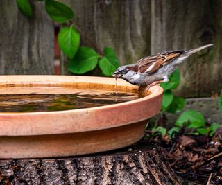 Sparrow perched by the side of a bird bath drinking water