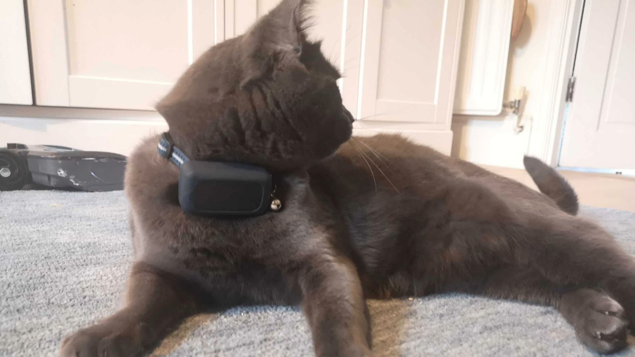 Georgia's cat Annie wearing the tractive cat mini gps tracker, one of the best gps trackers for pets