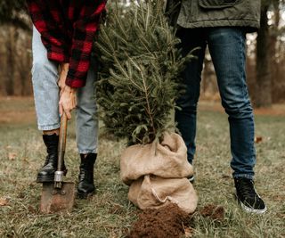 A man and woman's legs are visible as they dig a hole to plant a small Christmas tree wrapped in burlap