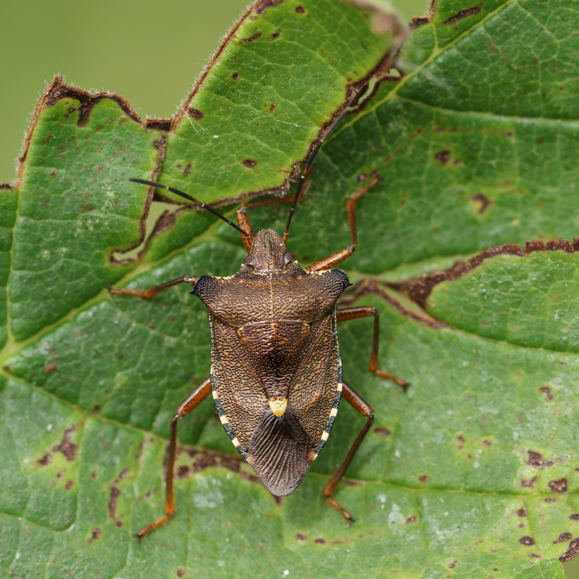 Red-legged Shieldbug on a leaf - sandra standbridge - GettyImages-1502954703
