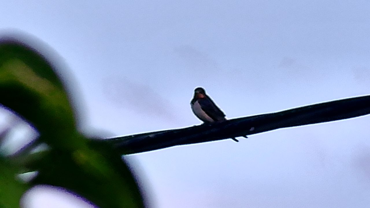 GoBirding Vision Master