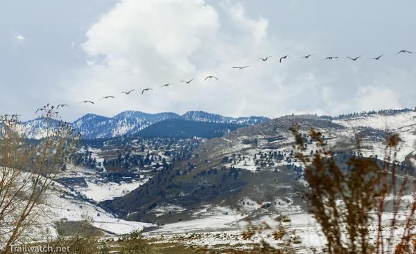 Geese flying south as winter approaches the Rocky Mountains