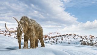 An artist's drawing of a woolly mammoth walking in the snow. 
