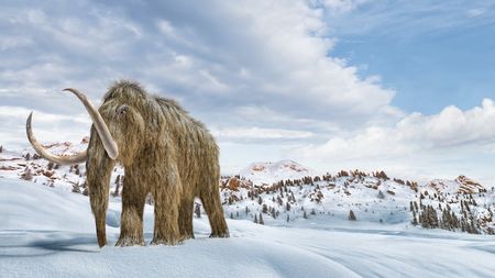 An artist's drawing of a woolly mammoth walking in the snow. 