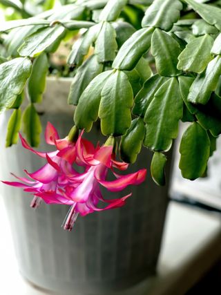 A close-up of a Christmas cactus in a large planter