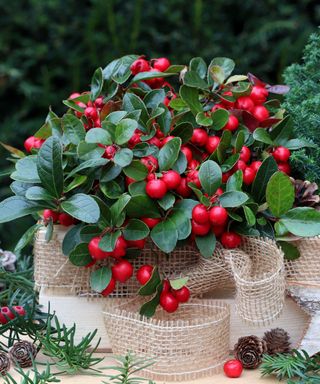 rustic winter garden decoration with gaultheria procumbens and picea in wooden box
