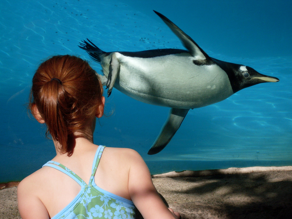 Gentoo Penguins at Belfast Zoo