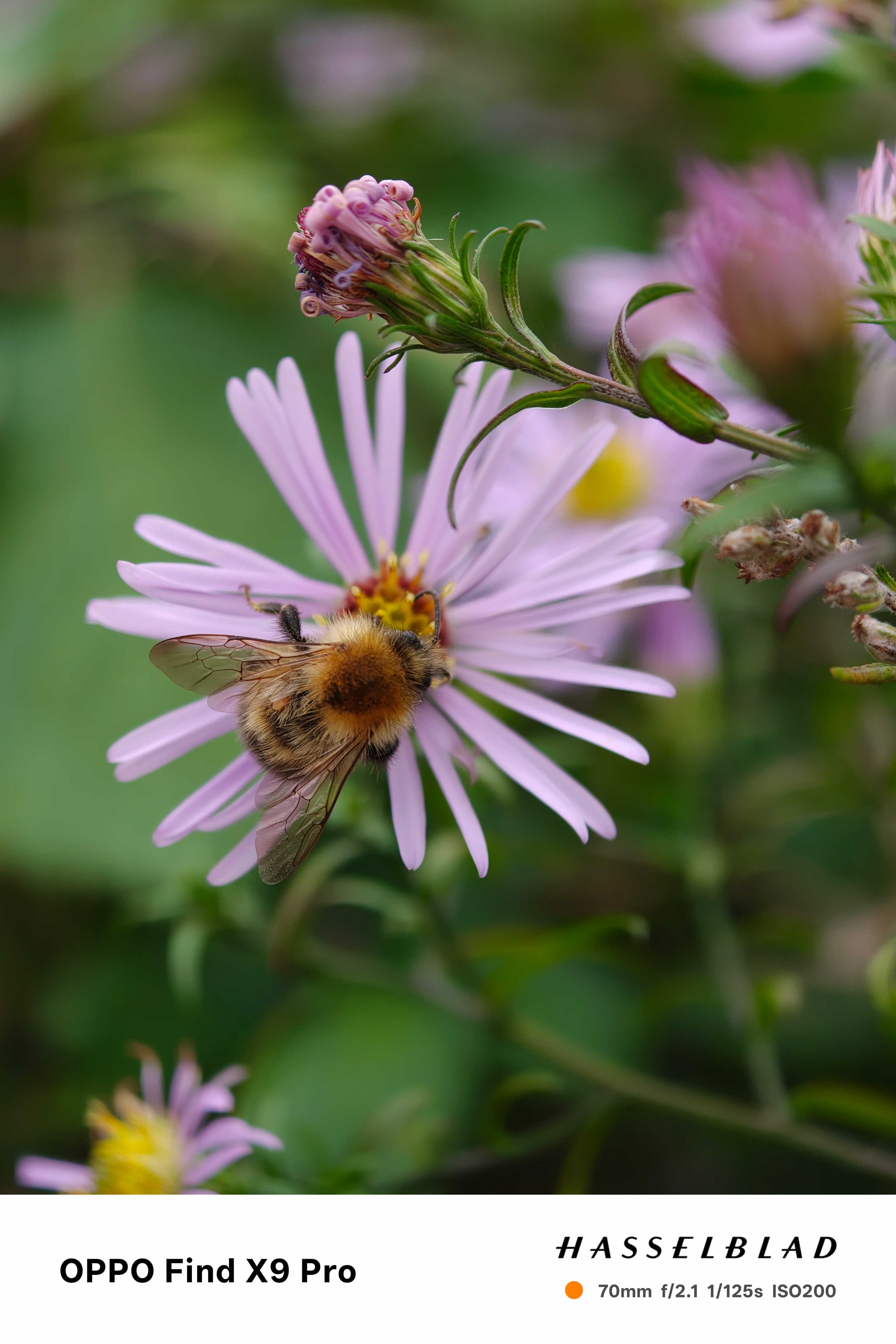 A bee feeding on a flower