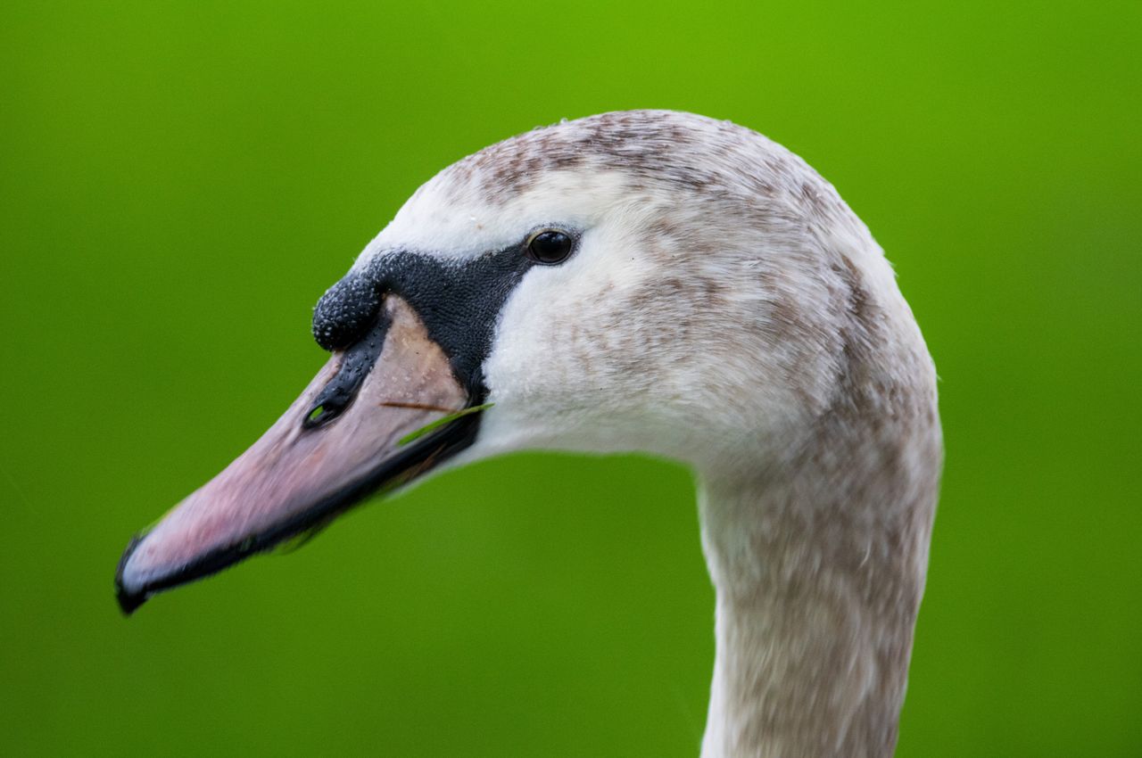 Sigma 500mm F5.6 DG DN OS Sports