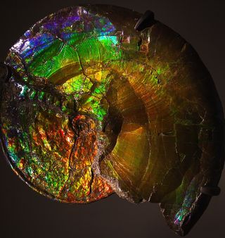 A rainbow ammonite.