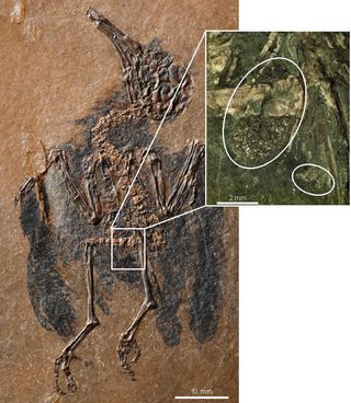 A 47-million-year-old fossil of the extinct bird Pumiliornis tessellatus had pollen grains from flowering plants in its stomach, researchers found.