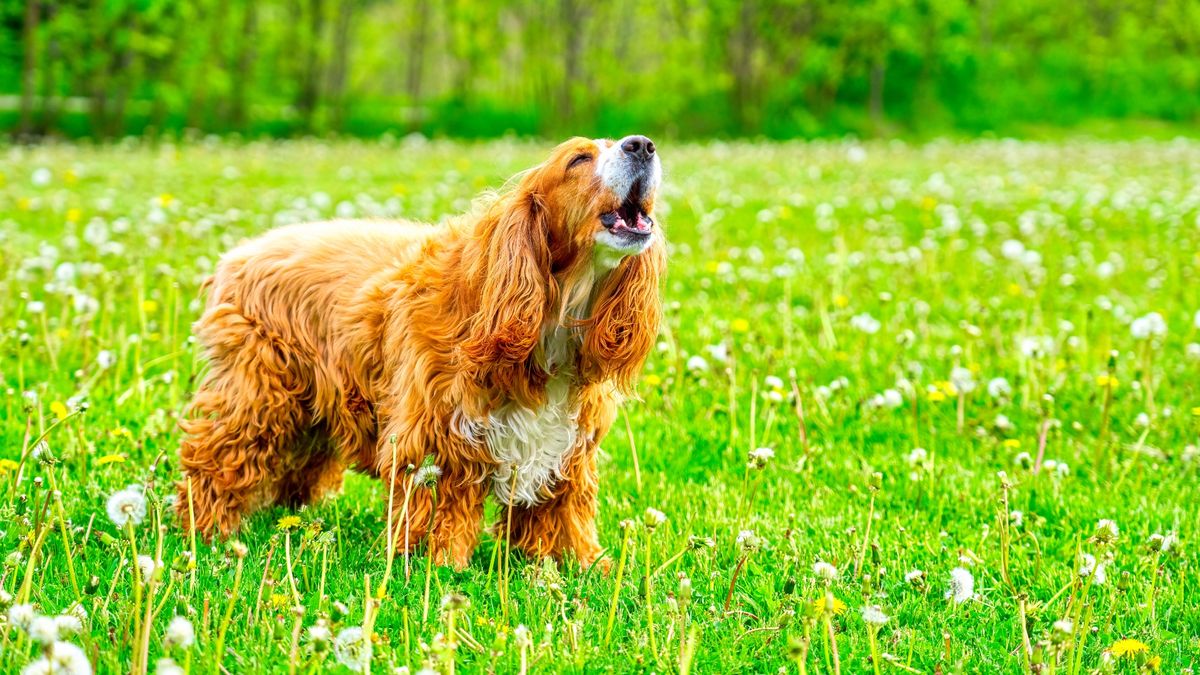 Dog barking in field