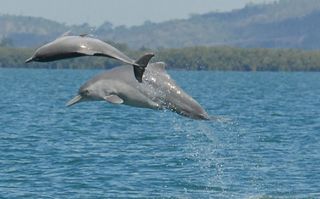 humpback dolphin
