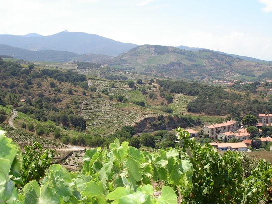 Collioure Vines