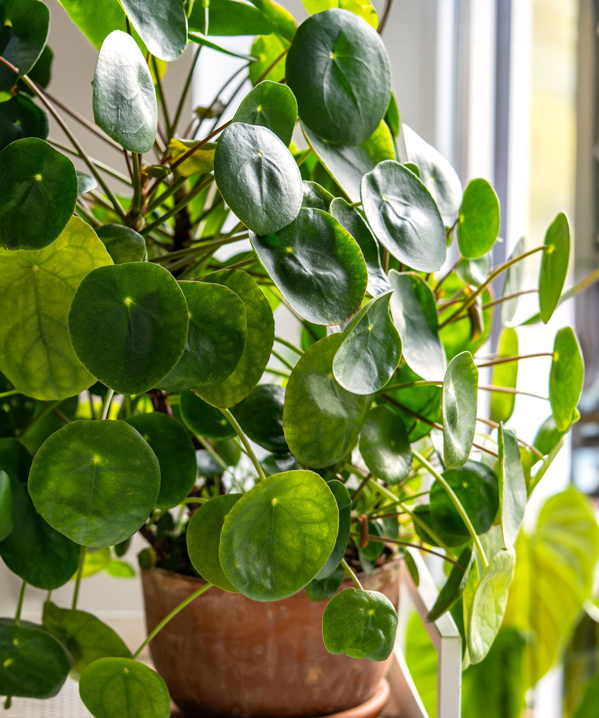 Chinese money plant in pot by window