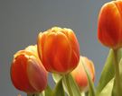 tulips.JPG