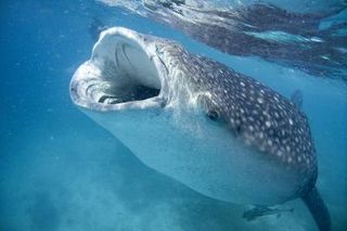 Whale shark