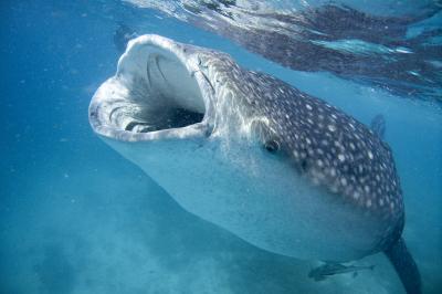 Whale shark about to eat diver, or so it appears - Men's Journal