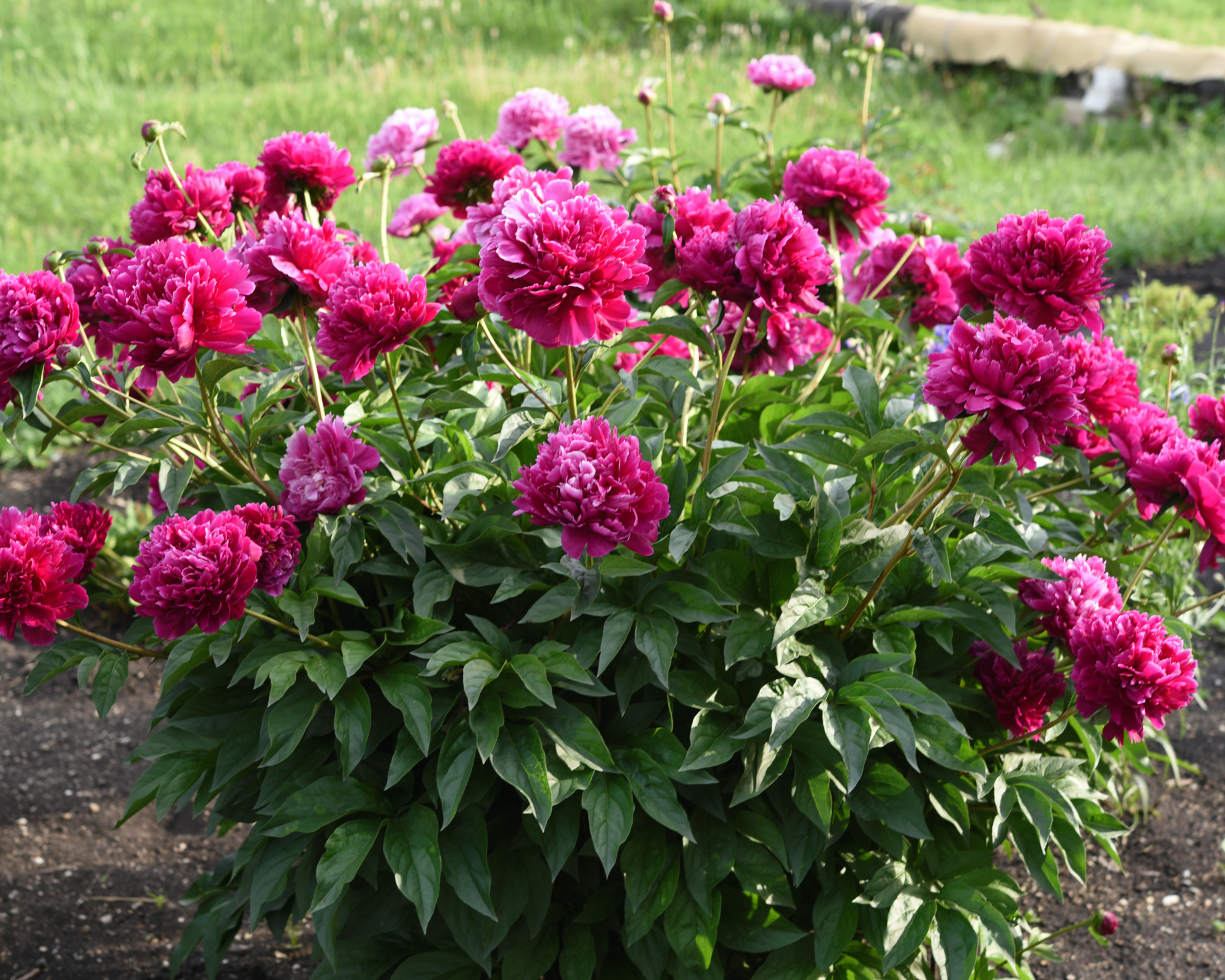 magenta peony bush