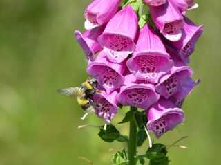 pink foxglove with bee