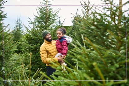 A father carrying his daughter through a Christmas tree farm