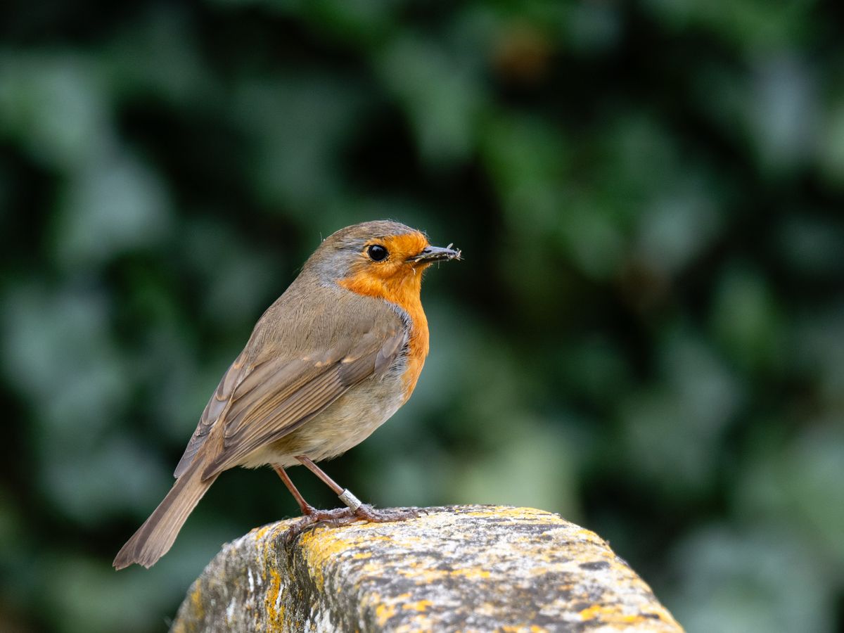 Photo of a robin taken with the OM System M.Zuiko Digital 150-600mm F5.0-6.3 IS