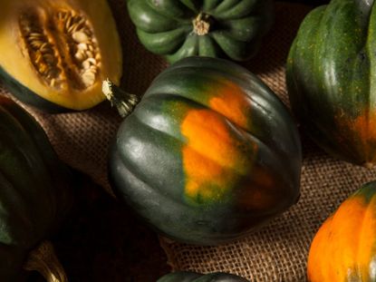 Multicolored Acorn Squash