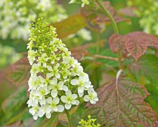 Close up of an oakleaf hydrangea flower with red-tinged leaves