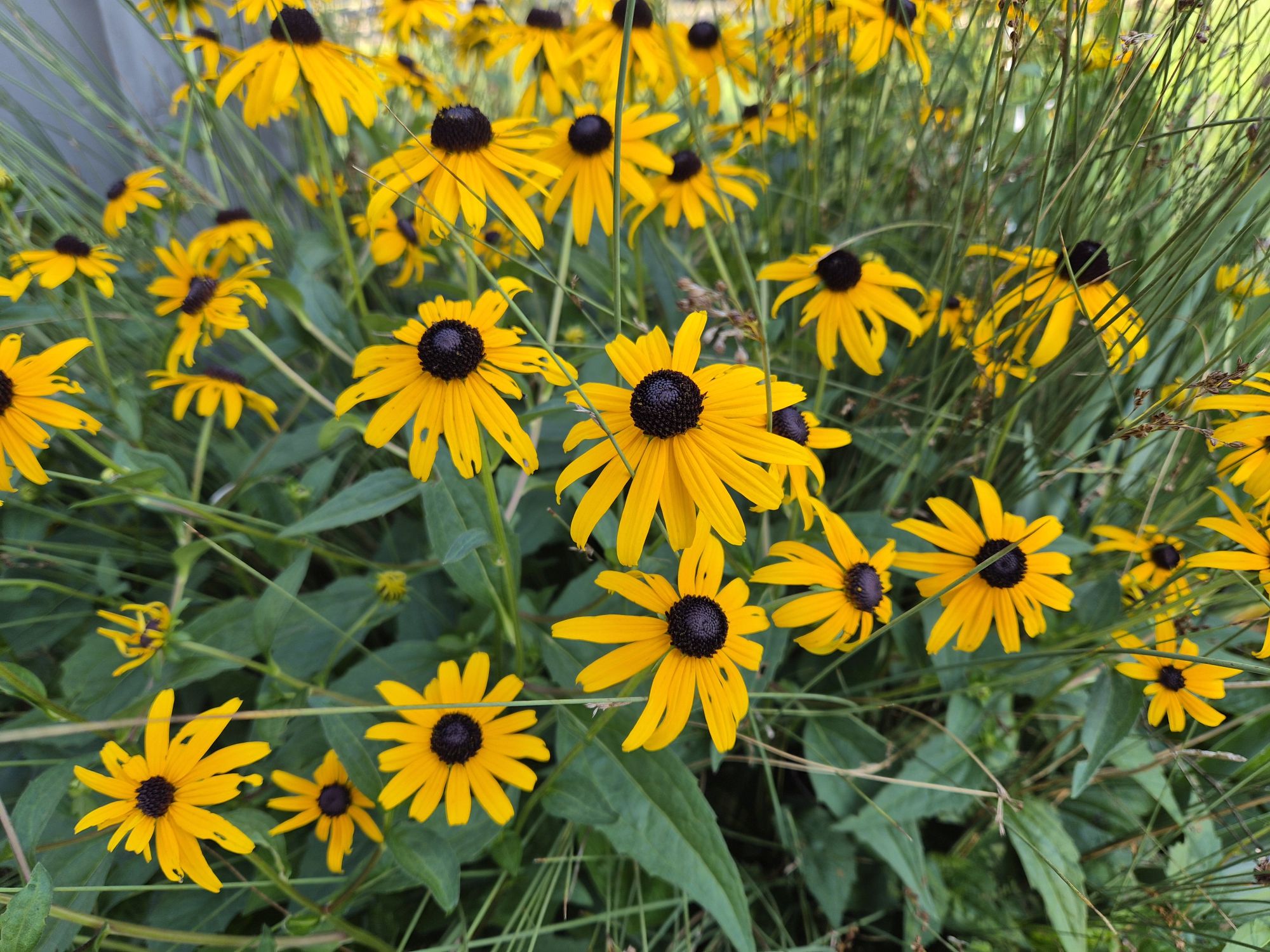 Samsung Galaxy Z Flip 7 camera sample.
