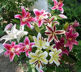 Mixed Oriental Lilies (8 Pack of Bulbs) - Freshly Dug Lily Flower Bulbs | Perennial Comes Back Each Year | Summer Flower Blooms | Great for Cut Flower Vases