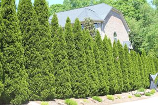 American Arborvitae as a fence line