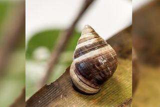 George, the last known &lt;em&gt;Achatinella apexfulva&lt;/em&gt; snail in the Hawaiian Islands, died on New Year&#039;s Day, 2019.