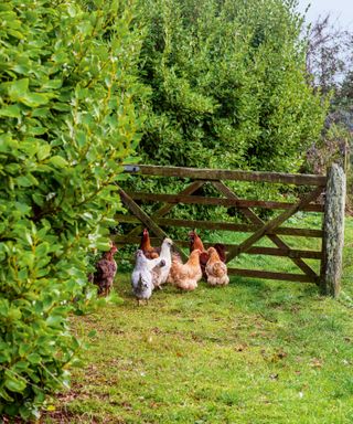 chickens in a backyard by a gate