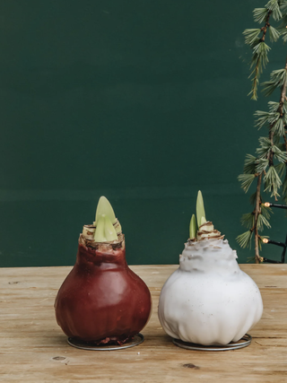 Deep red and white waxed Amaryllis bulbs on a wooden table