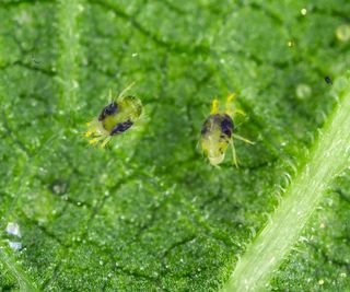 Closeup of twospotted spider mites on a leaf