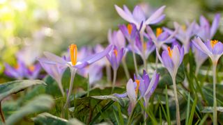 purple crocus flowers