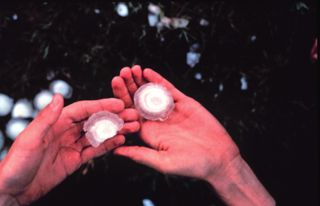 Golf ball sized hail near Roosevelt, Oklahoma on April 9, 1978