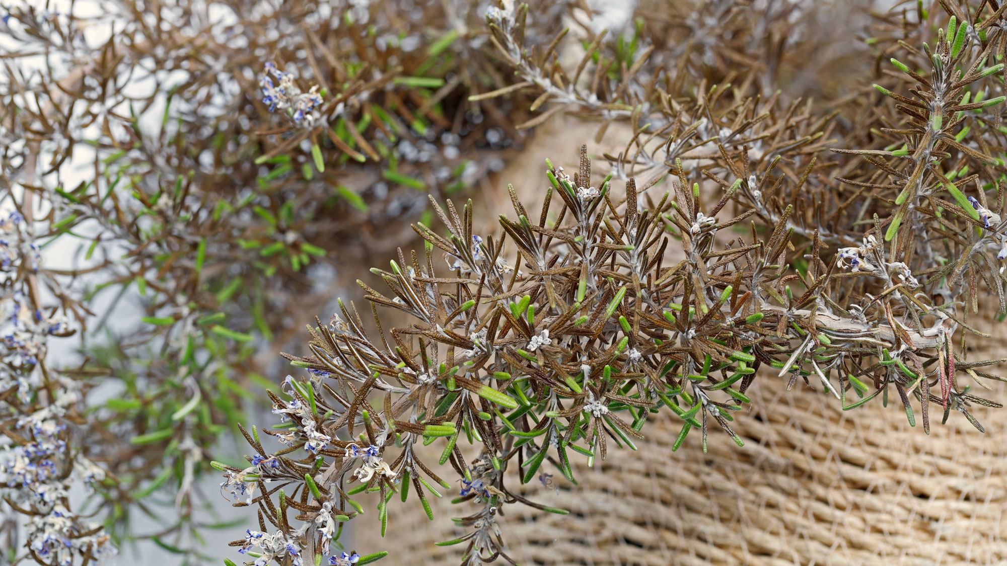 rosemary plant with brown tips and stems