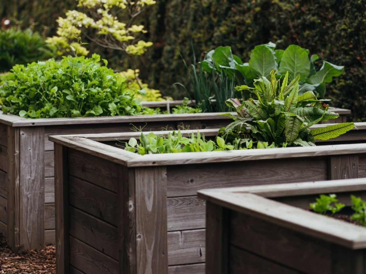 Vegetables growing in tall rectangular raised beds