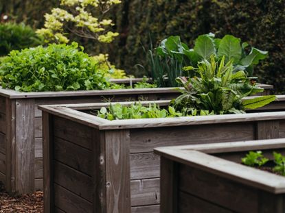 Vegetables growing in tall rectangular raised beds