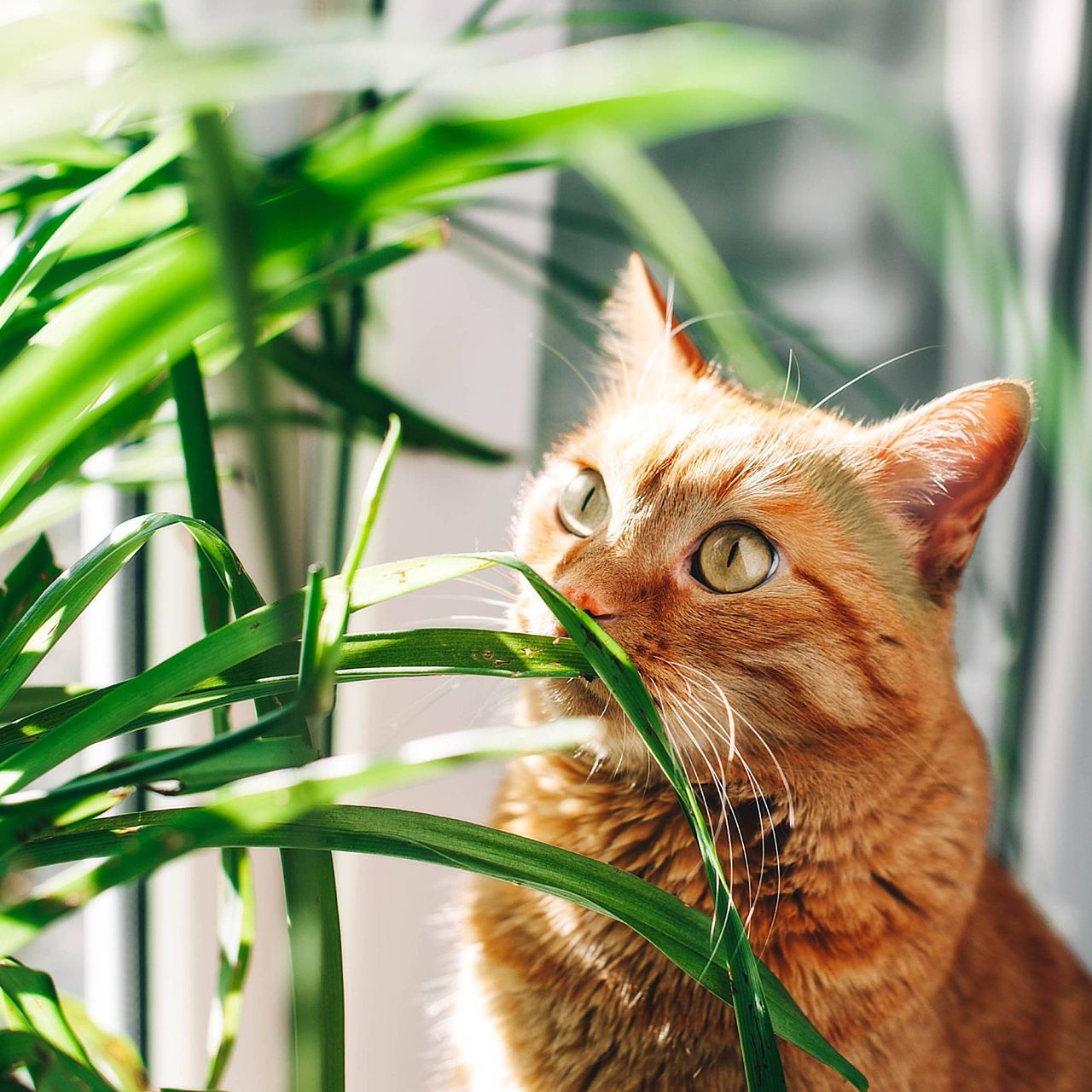Cat safe houseplant and orange tabby cat