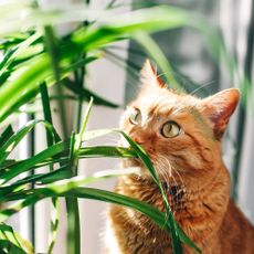 Cat safe houseplant and orange tabby cat