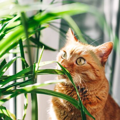 Cat safe houseplant and orange tabby cat