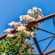 Bright roses on trellis in Seatac, Washington.
