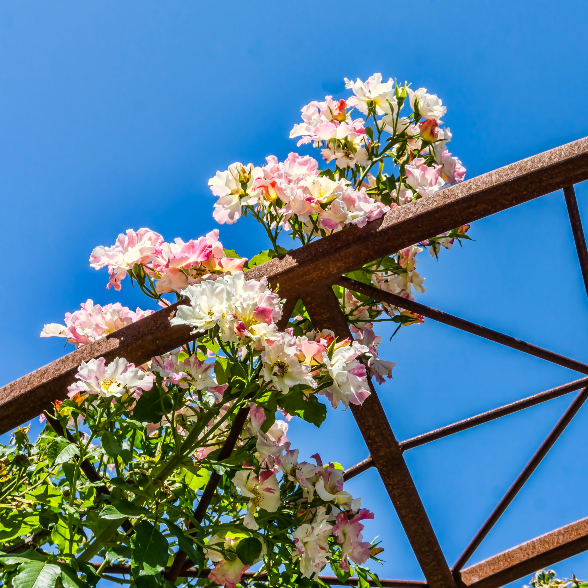 Bright roses on trellis in Seatac, Washington.
