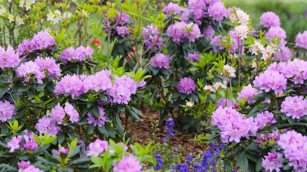 If Hydrangeas and Blueberries Thrive in Your Soil, Plant These 5 Acid-Lovers in September for Vibrant Blooms & Berries Next Year