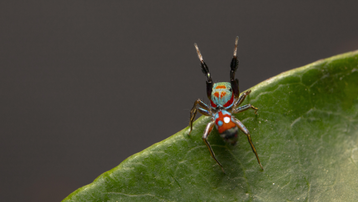 Two Amazingly Tiny Spider Species Found in China