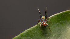 Siler collingwoodi, an ant-mimicking spider, waving it's forelegs to impersonate an ant's antennae.