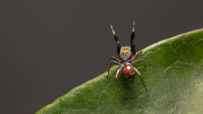 Siler collingwoodi, an ant-mimicking spider, waving it's forelegs to impersonate an ant's antennae.