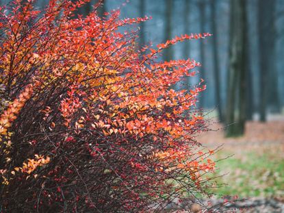 A bright red Japanese barberry bush